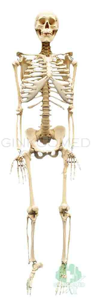 BND0001 Articulated Male Skeleton, Best Quality