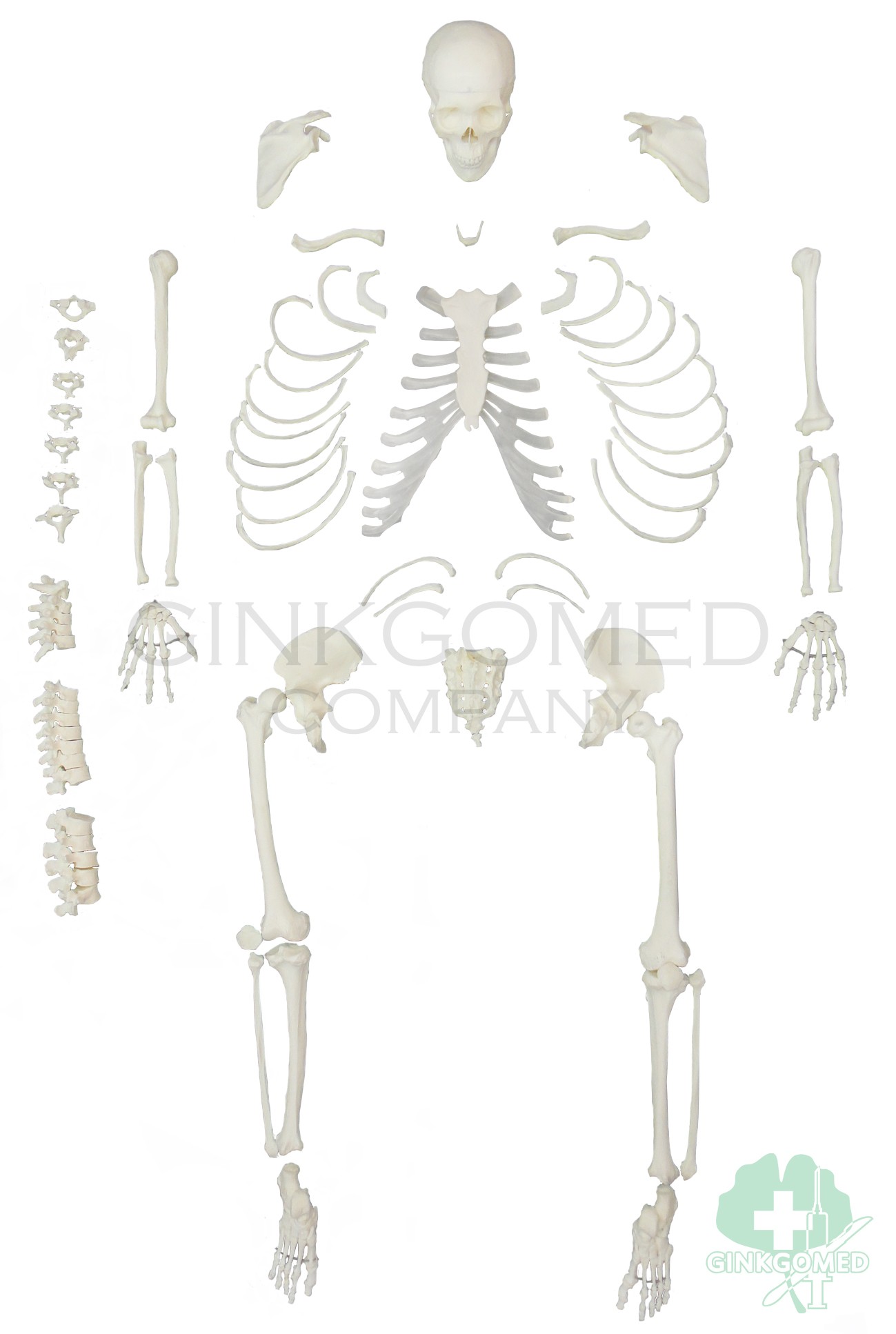 GM-010001 Disarticulated Skeleton