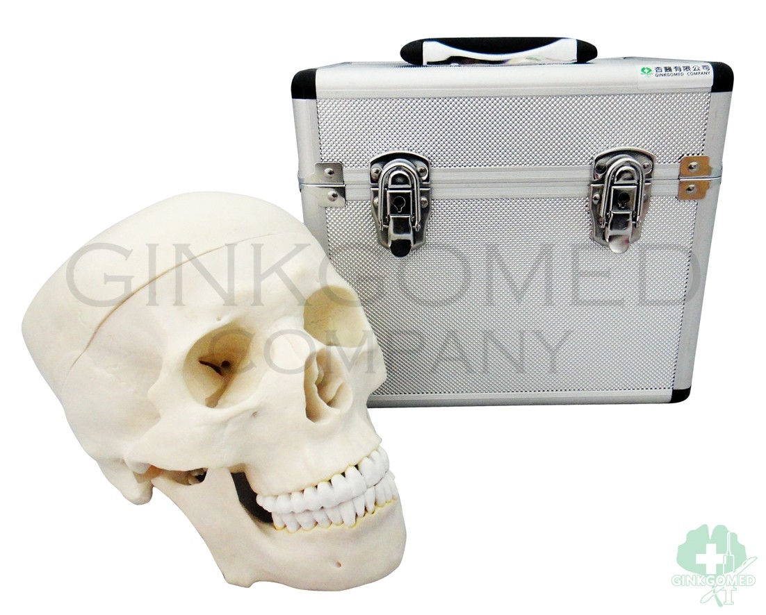 GM-010005 Human Skull with Carry Case