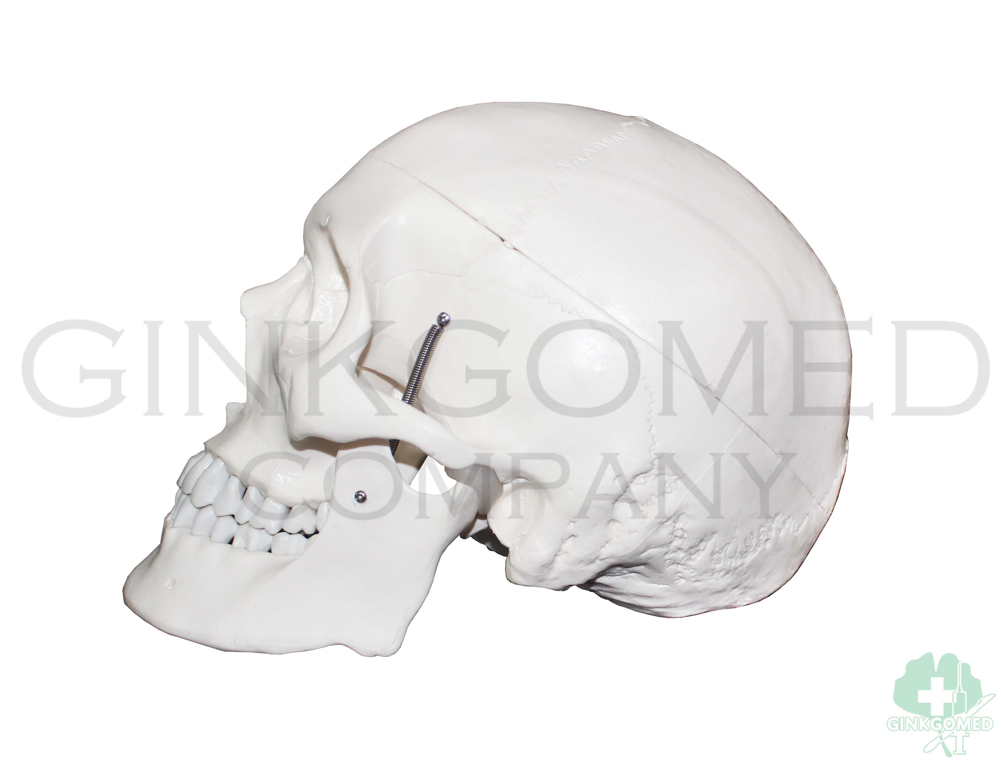 GM-010006 Human Skull
