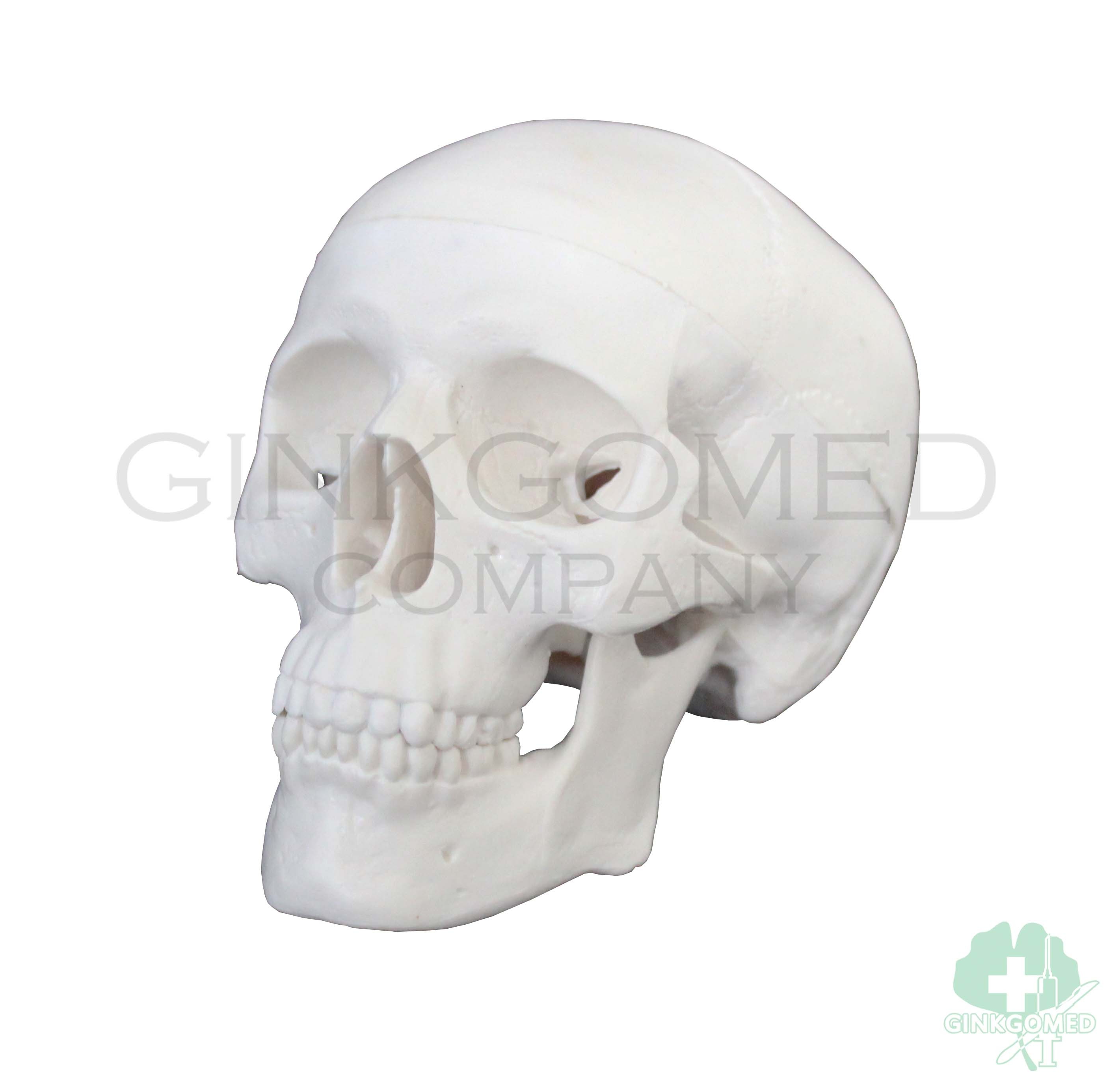 GM-010007 Mini-sized Human Skull