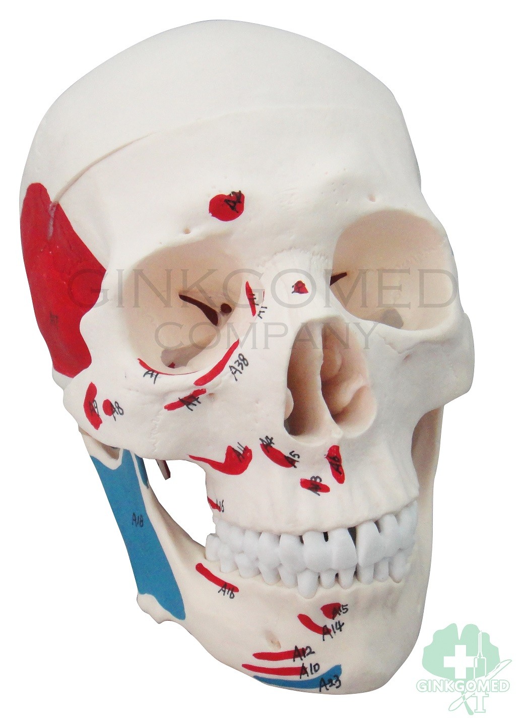 GM-010009 Human Skull with Muscular Labeling