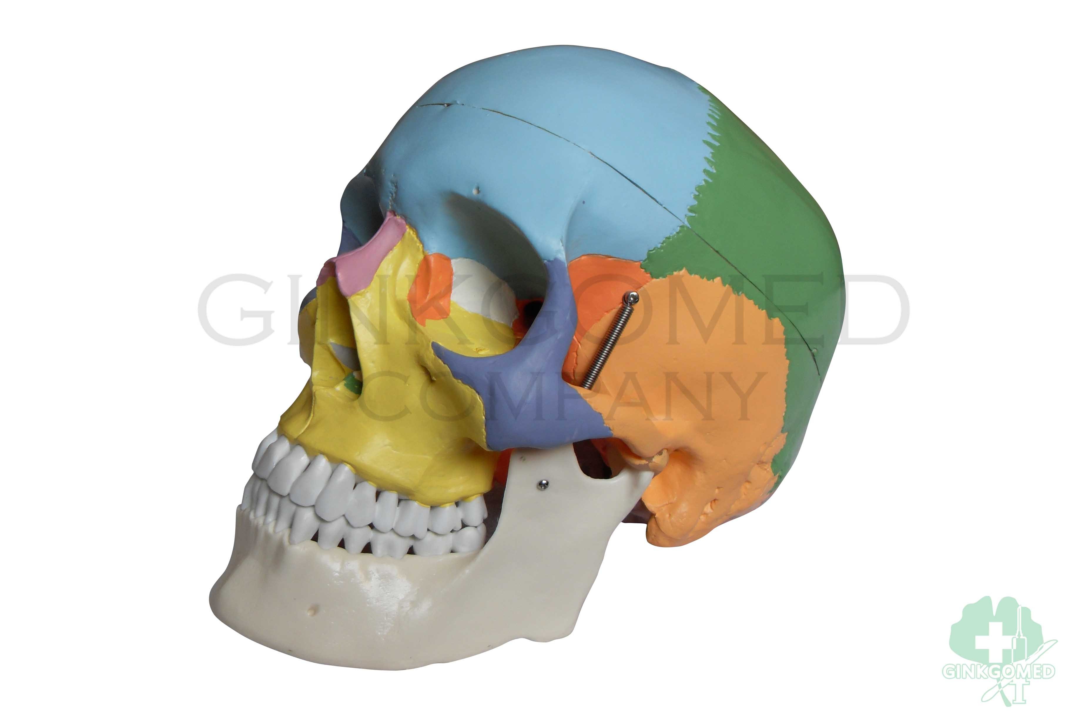 GM-010010 Colored Human Skull