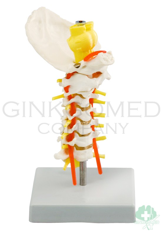 GM-010020 Cervical Vertebrae and Occipital Bone with Spinal Cord