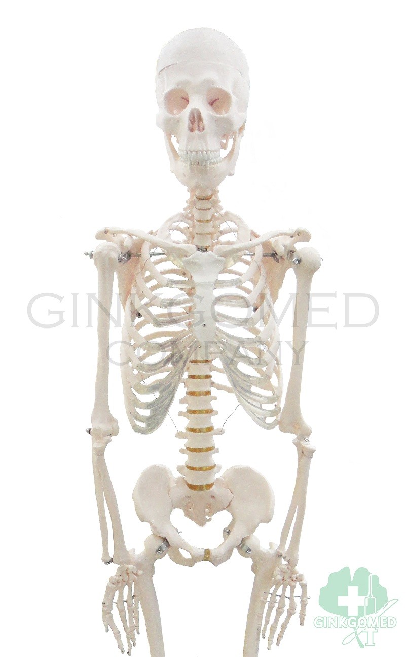 GM-010028 Articulated Human Skeleton