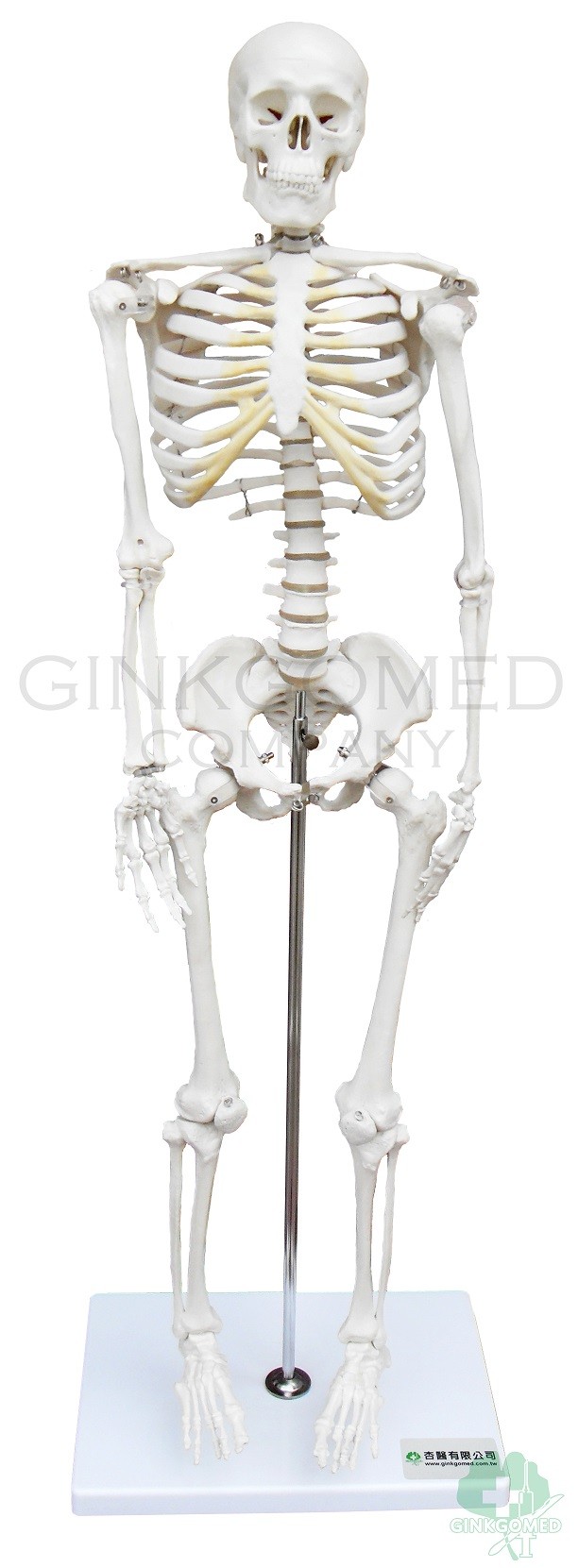 GM-010032 Min-sized Human Skeleton