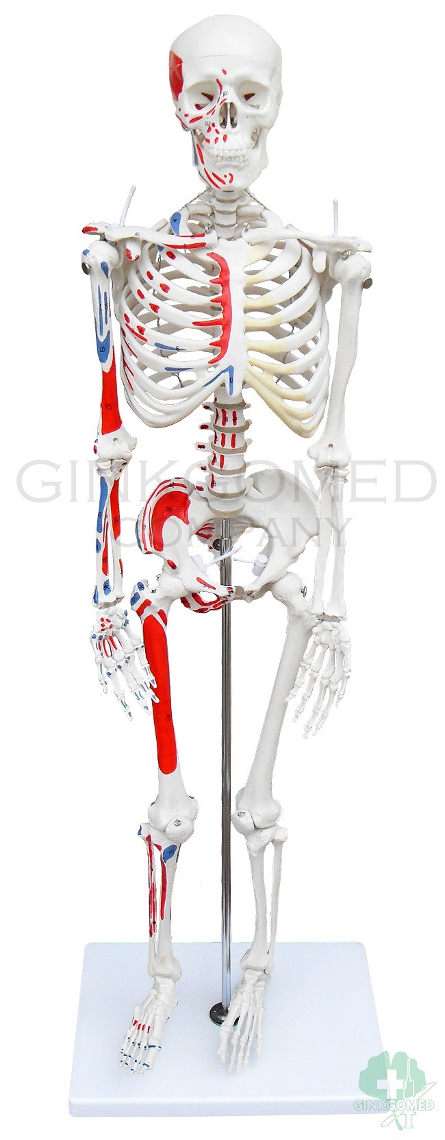 GM-010034 Mini-sized Human Skeleton with Muscular Labeling
