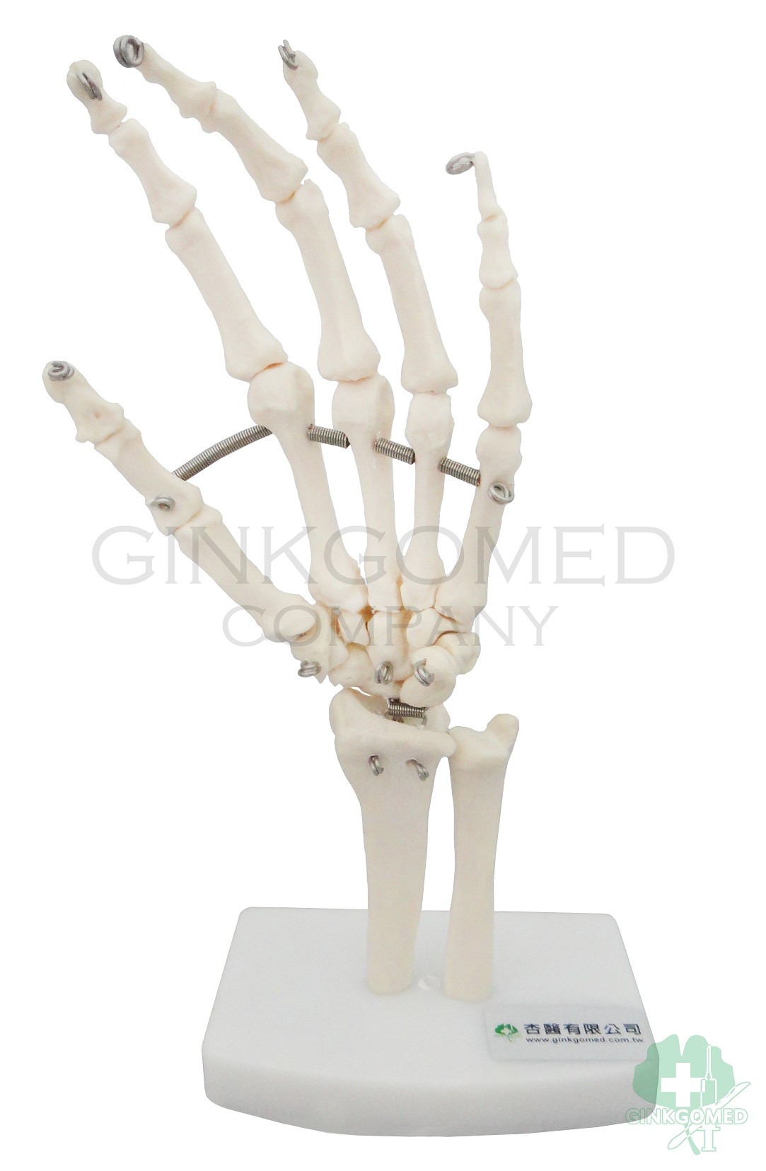GM-010042 Hand Joints