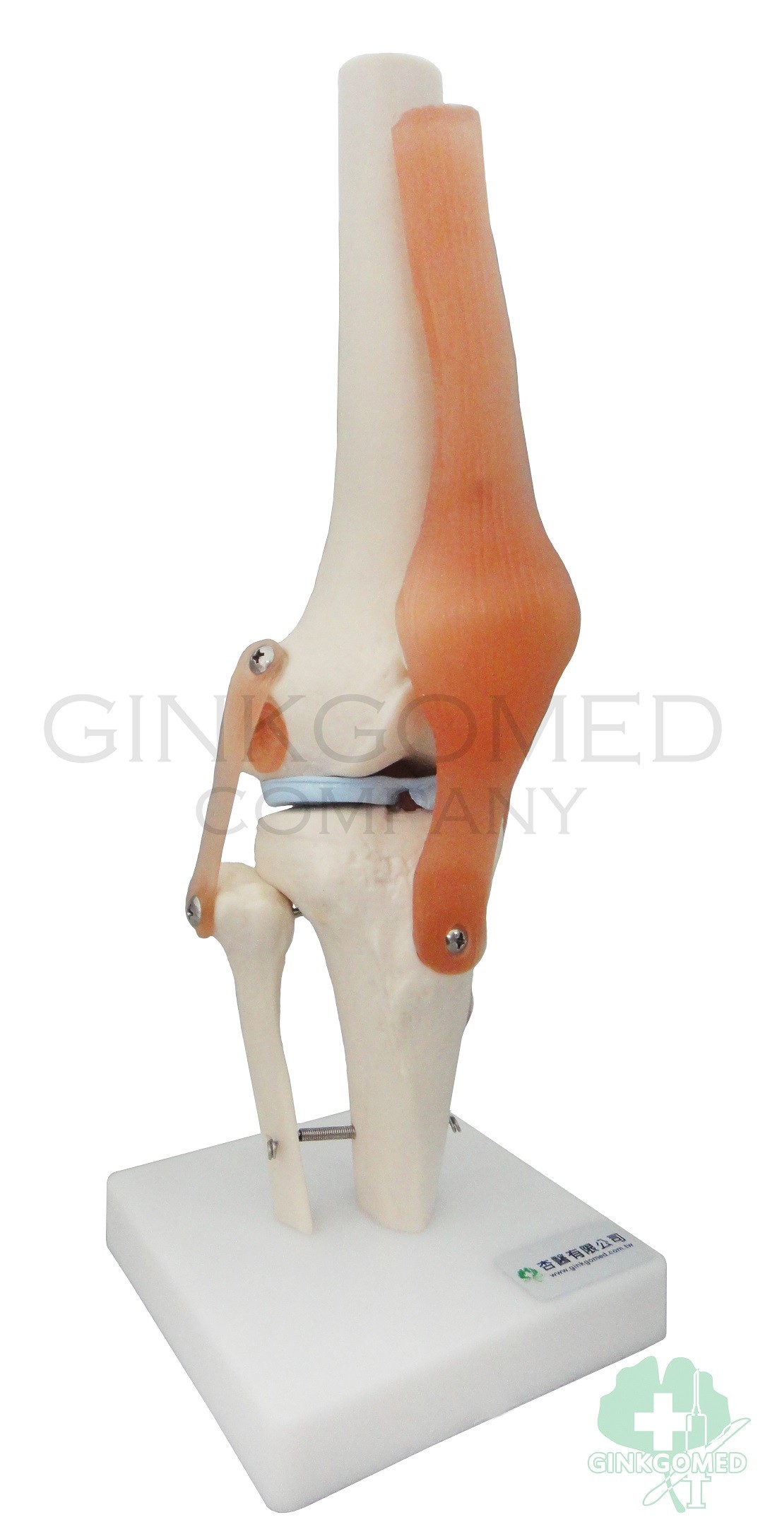 GM-010045 Knee Joint