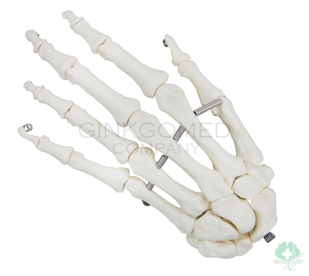 GM-010047 Hand Bones