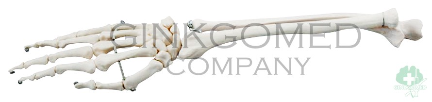 GM-010048 Bones of Forearm and Hand