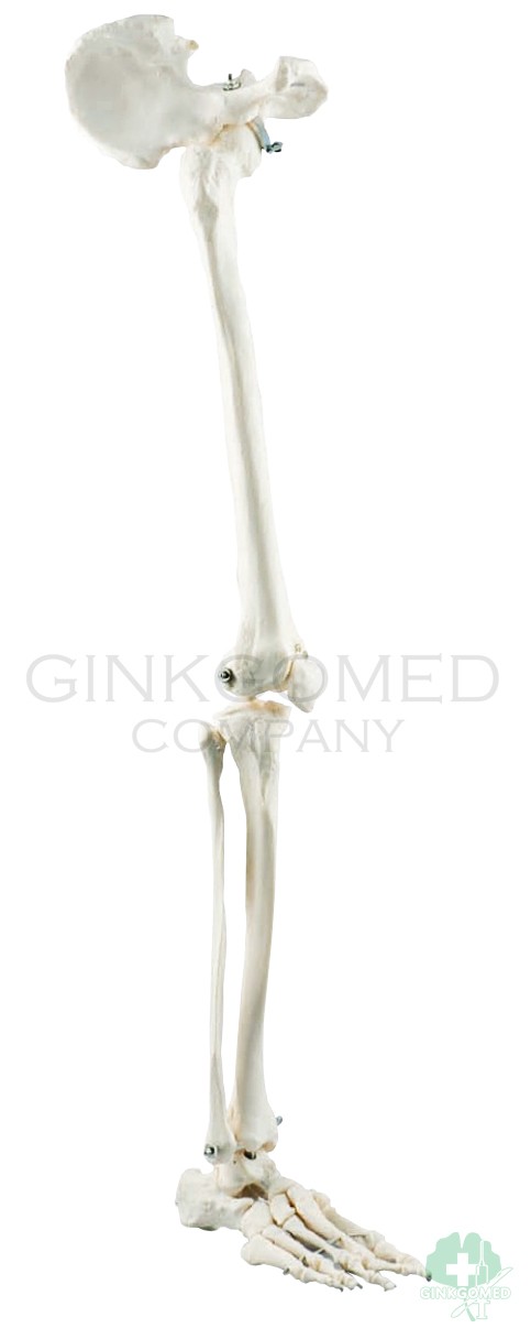 GM-010050 Bones of Lower Limb