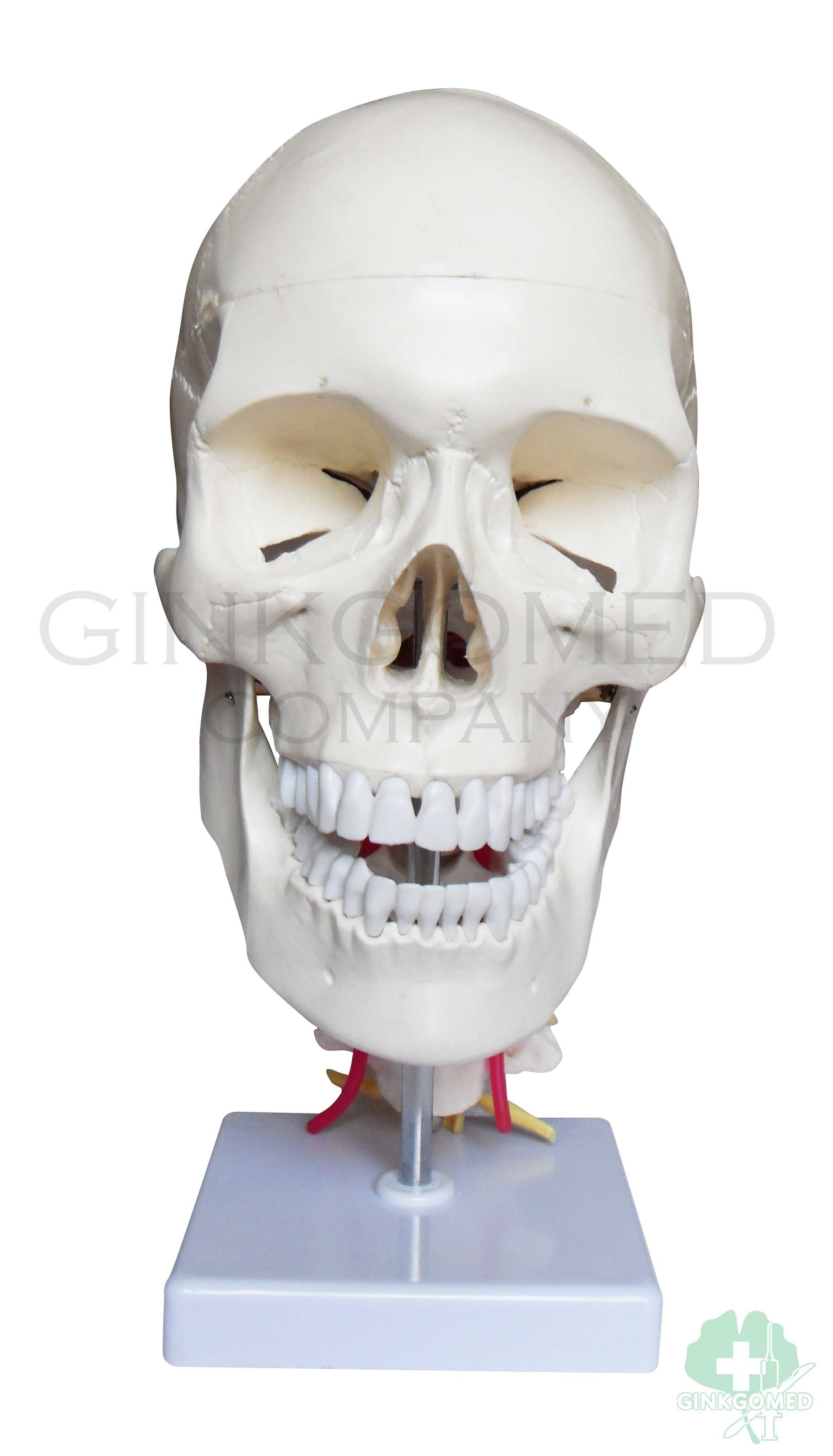 GM-010051 Human Skull with Cervical Vertebrae