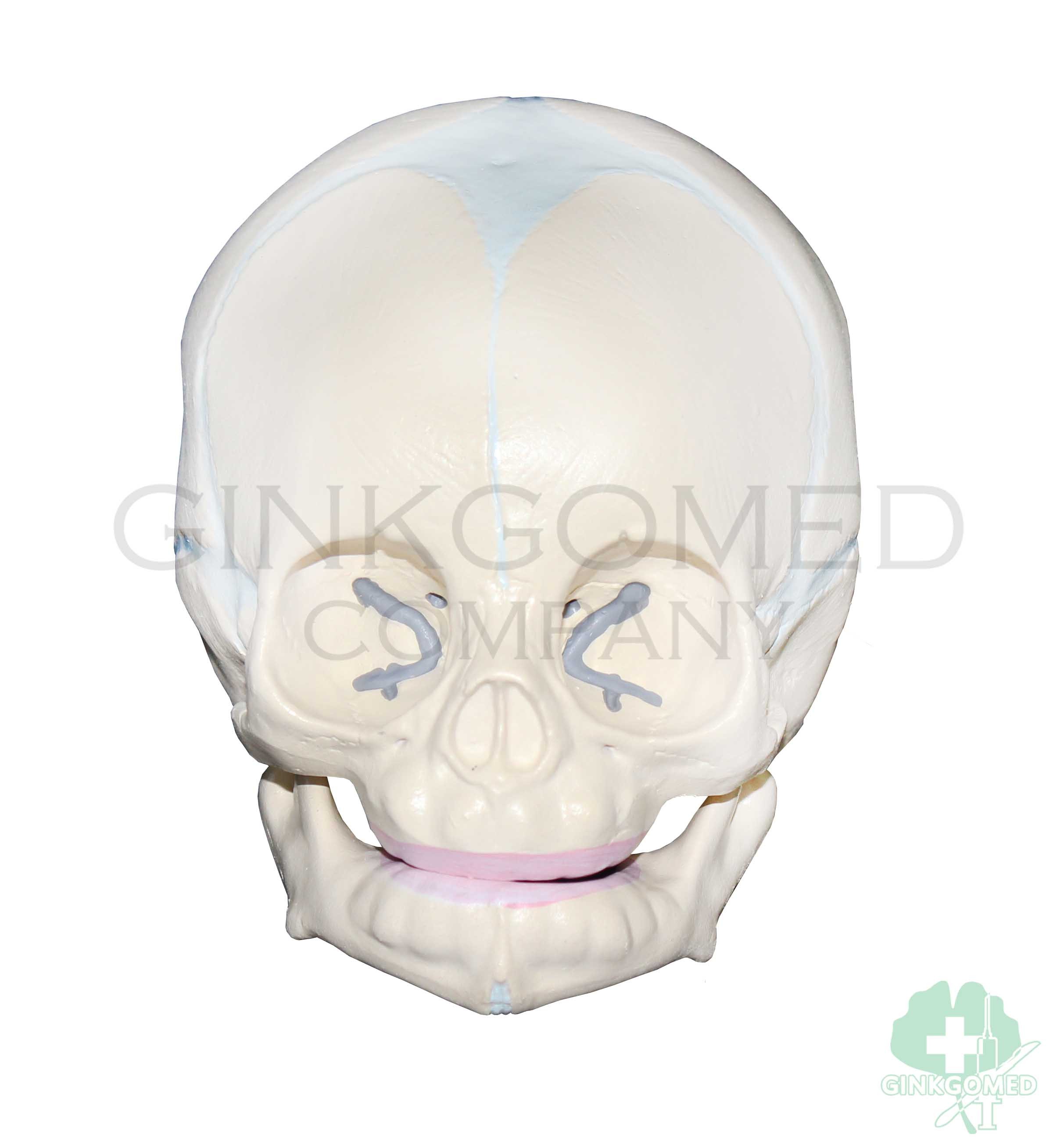 GM-010053 Neonatal Skull