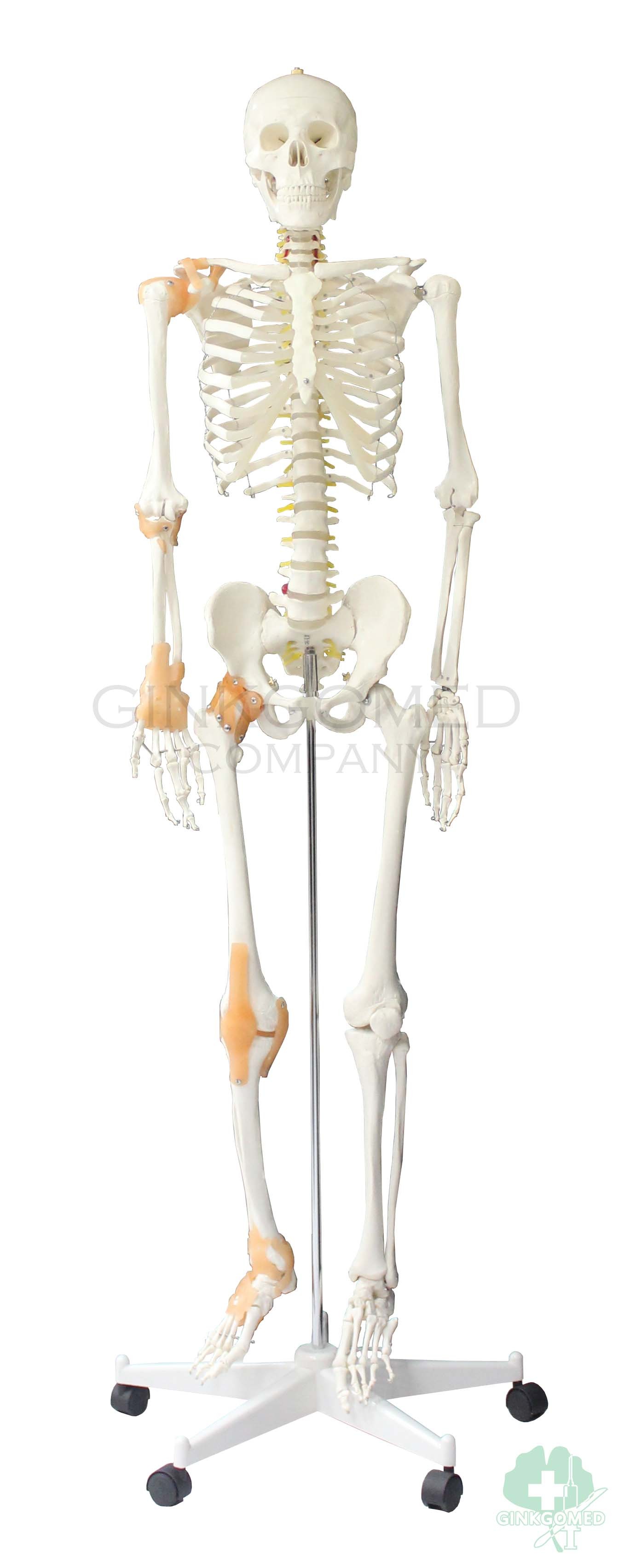 GM-010056 Articulated Human Skeleton with Ligaments