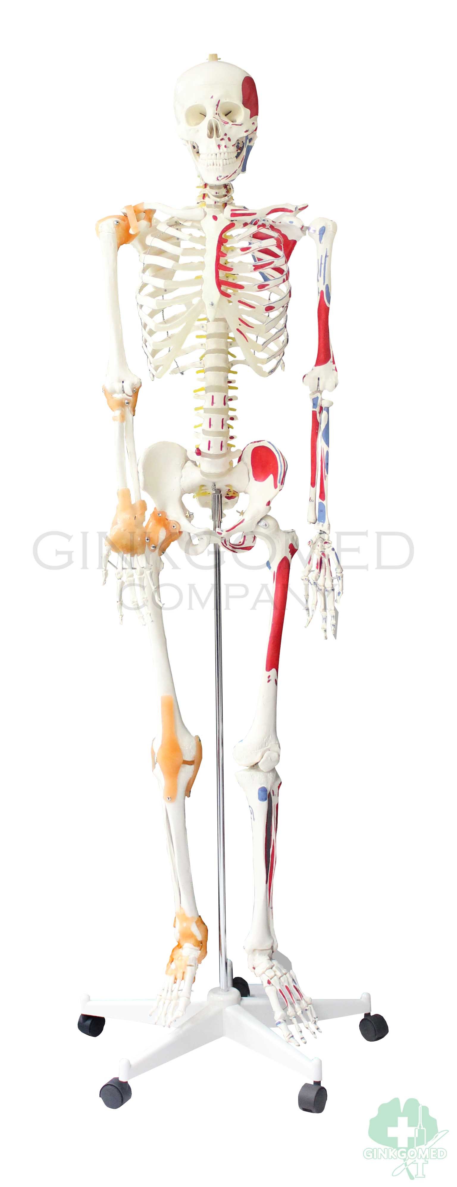 GM-010058 Hangable Human Skeleton with Ligaments Muscular Labeling
