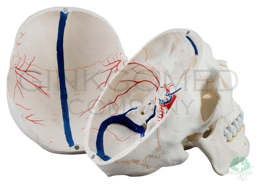 GM-010063 Human Skull with Vascular Labeling