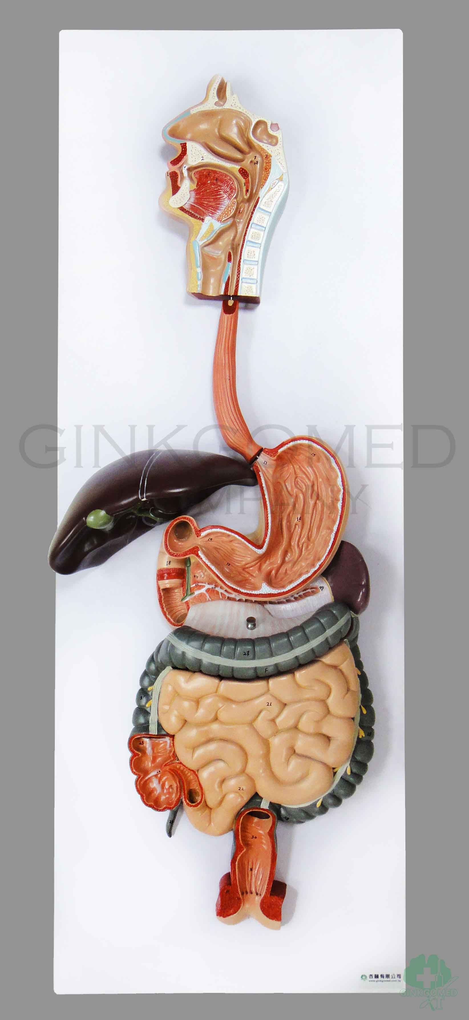 GM-040001 Human Digestive System