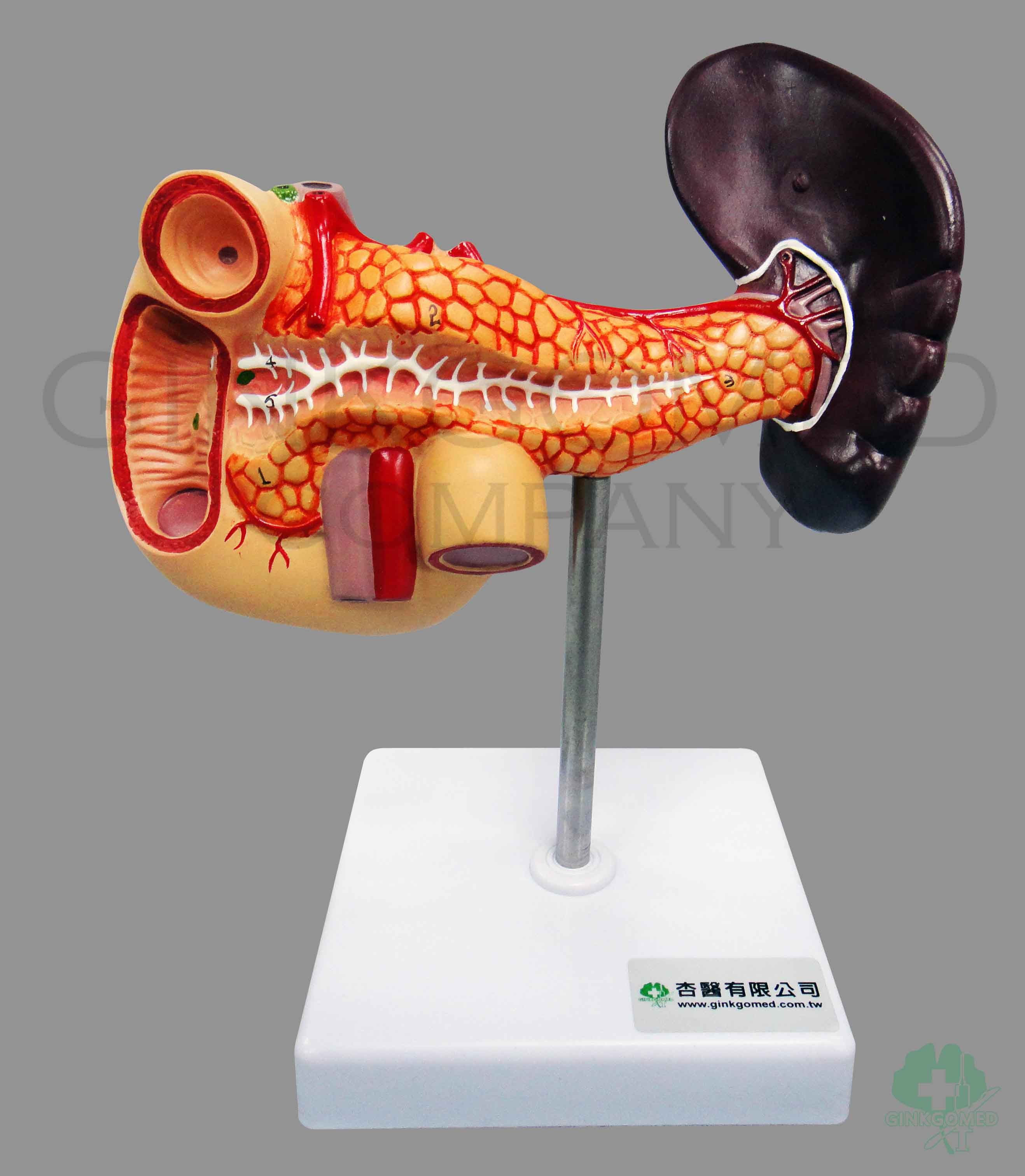 GM-040004  Pancreas with Dueodenum and Spleen