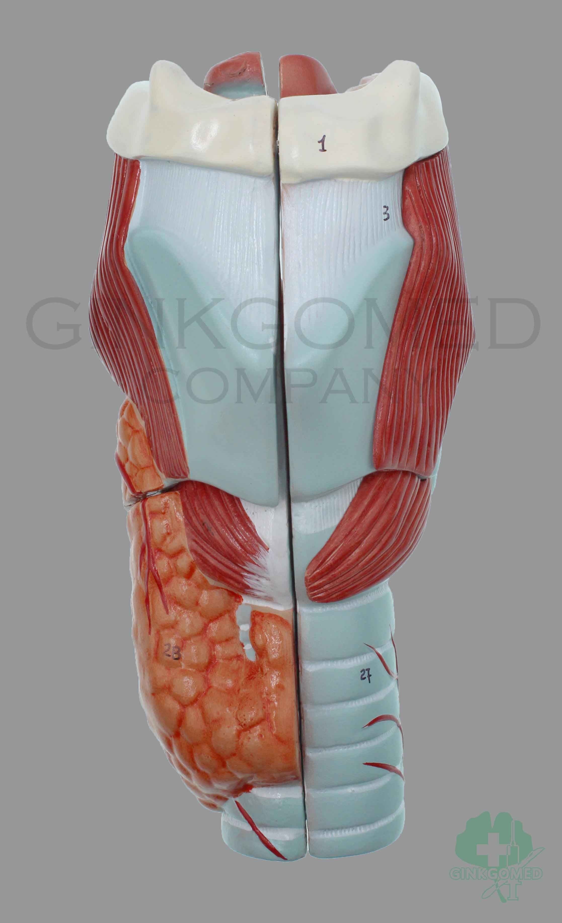 GM-050002 Enlarged Larynx