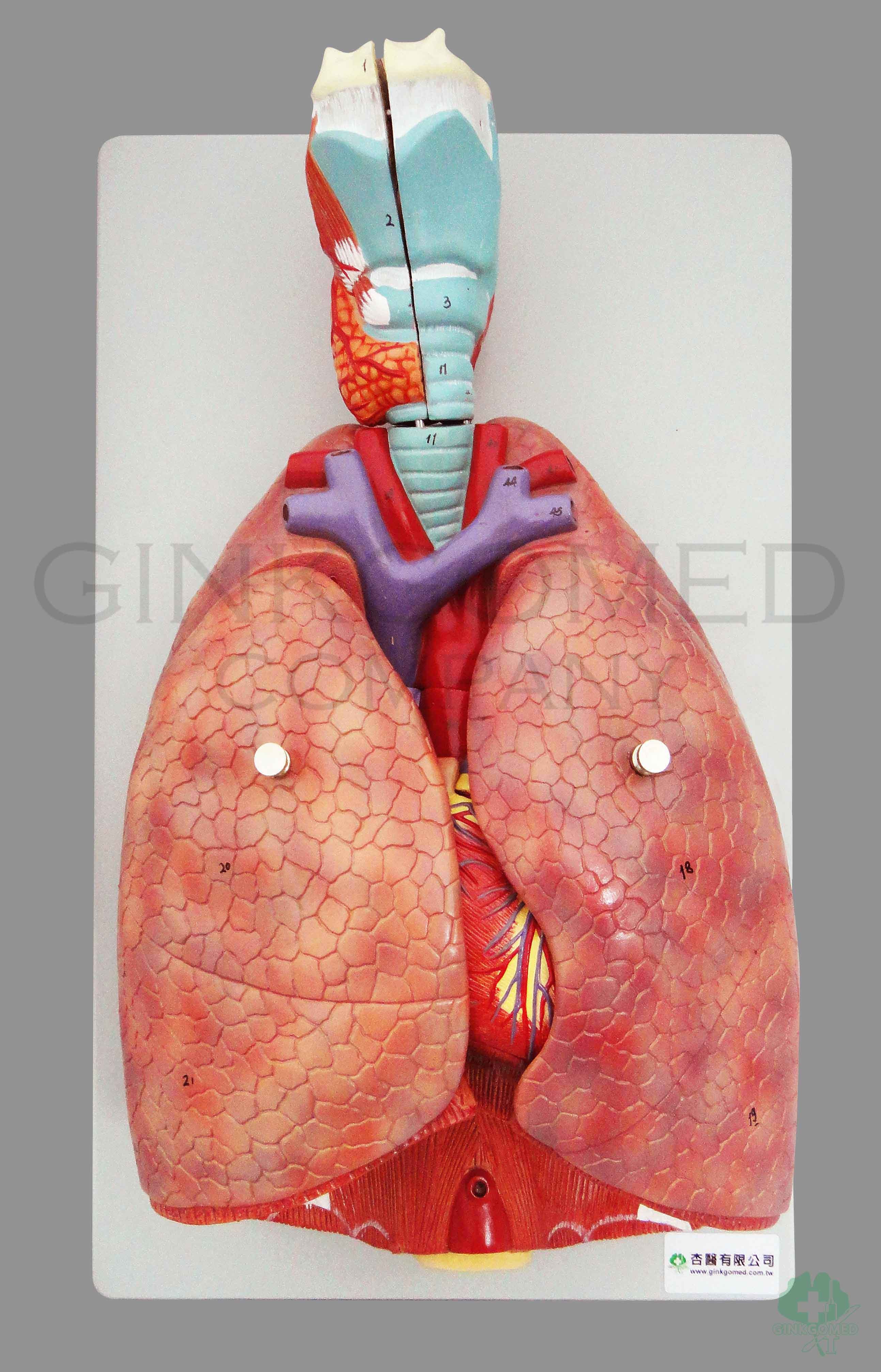 GM-050004  Lungs and Heart with Larynx