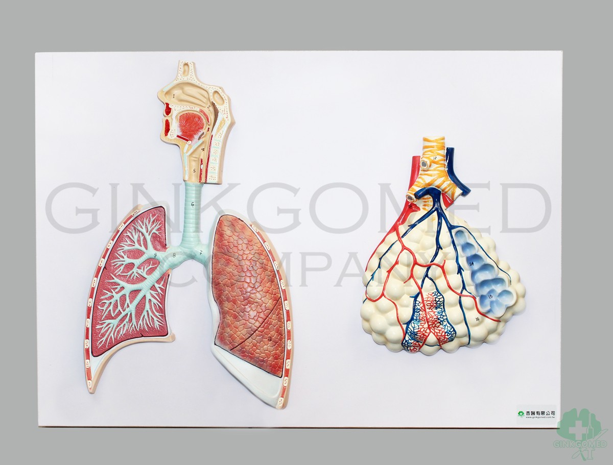 GM-050006  Relief Model of Respiratory System