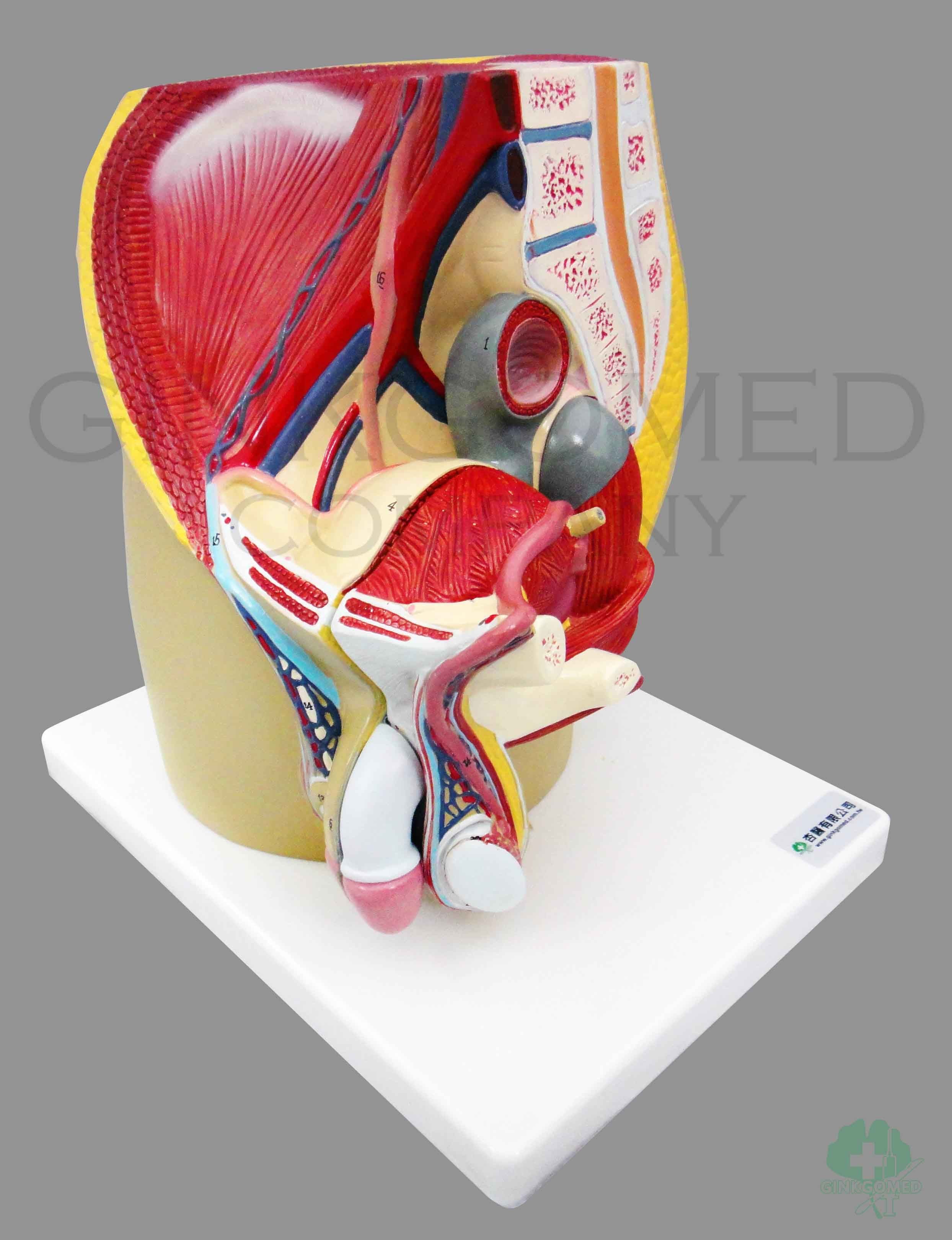 GM-060005  Male Pelvic Organs