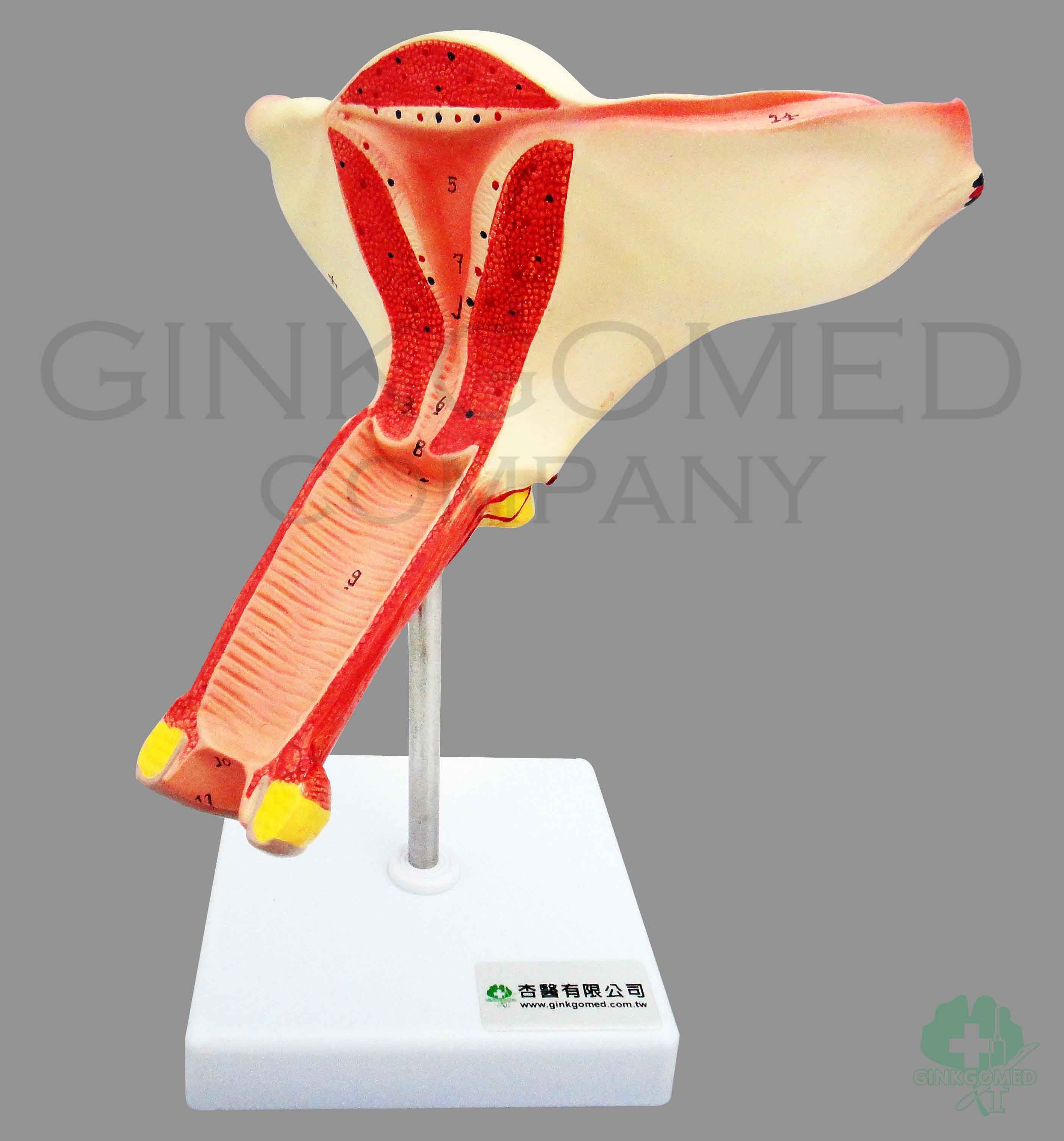 GM-060010  Female Internal Genital Organs