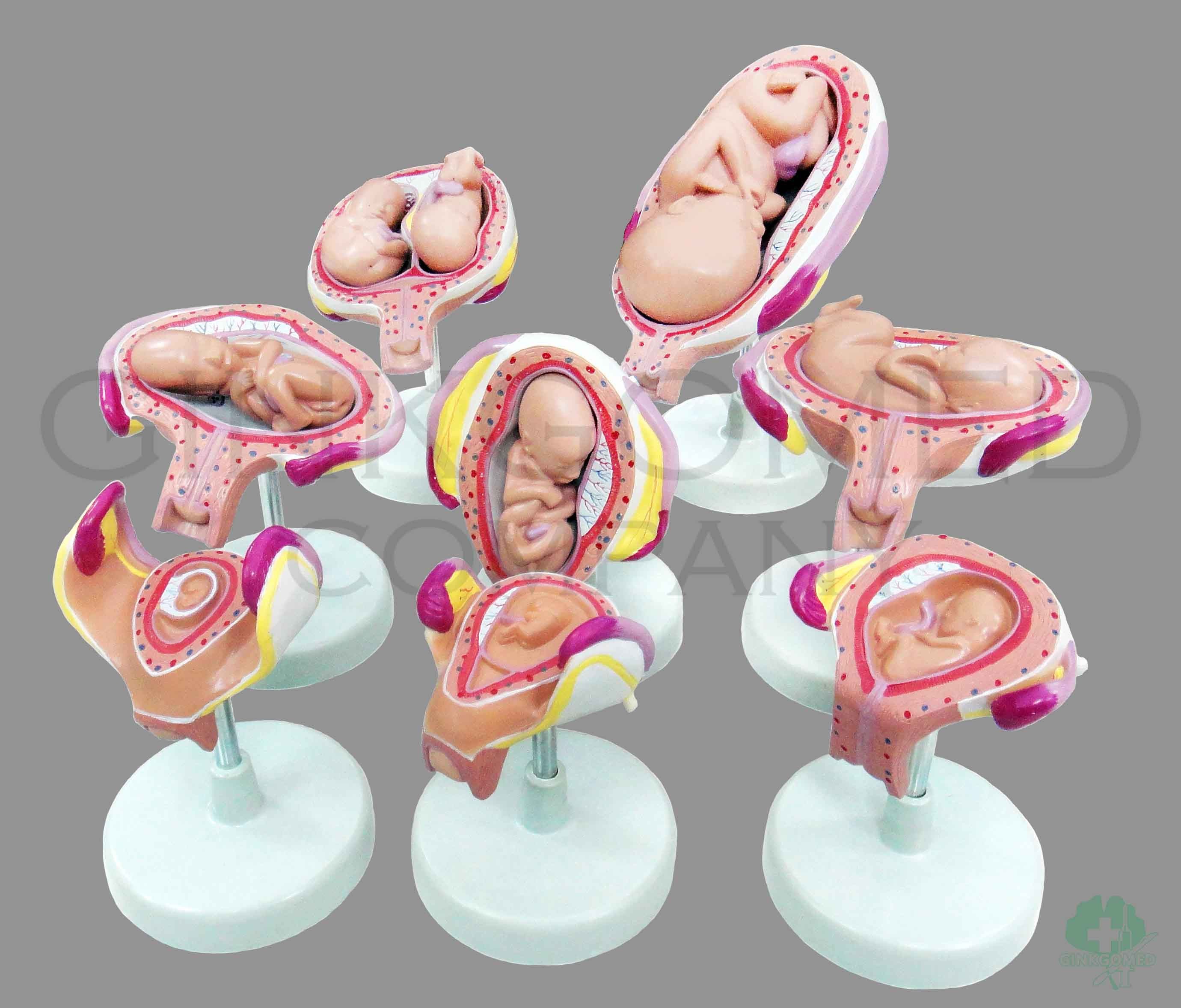 GM-060012  Fetal Development