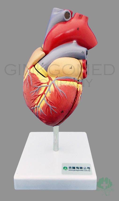 GM-070002  Human Heart