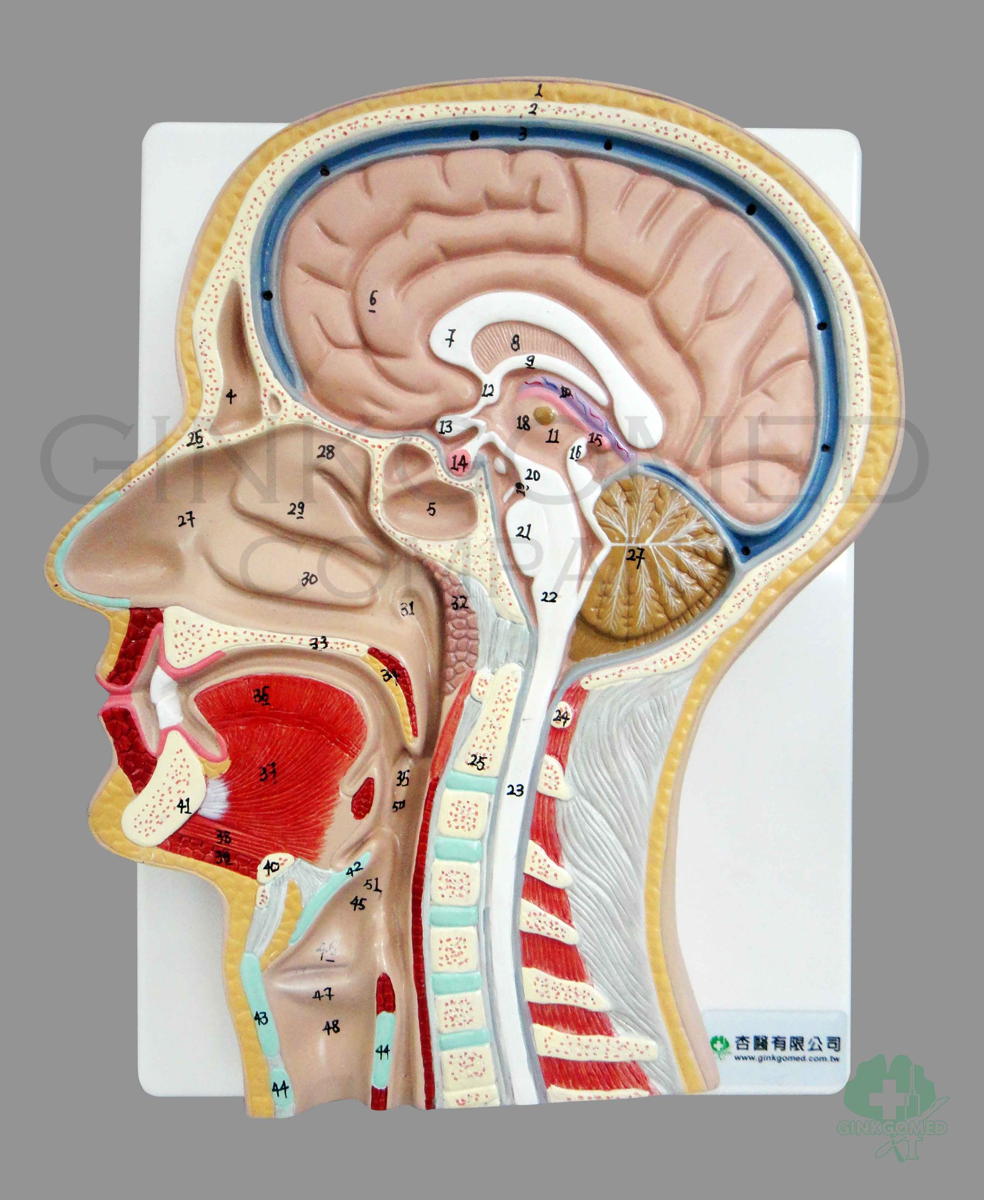 GM-080001 Sagittal Section of Head - Head, Neck, Nervous System and