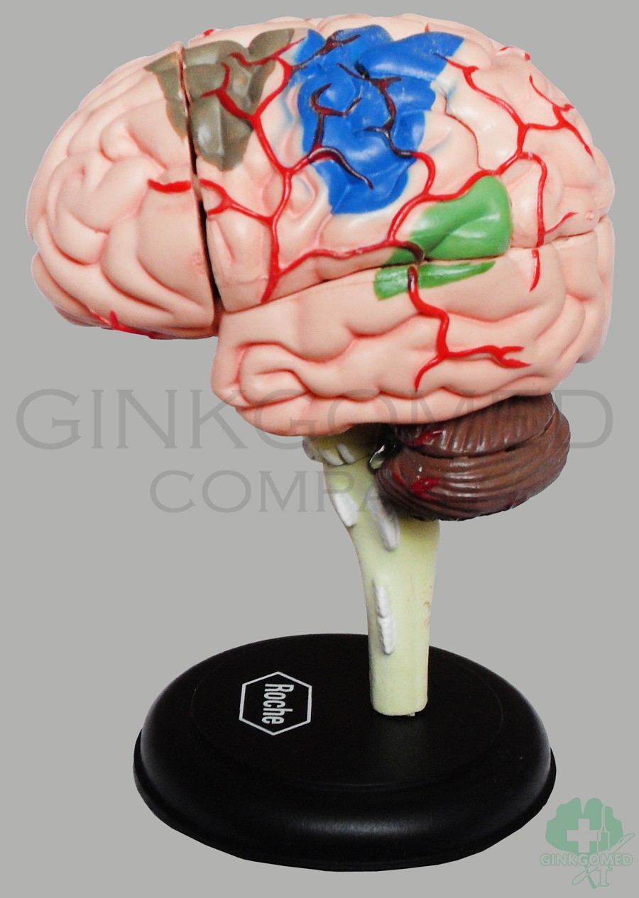 GM-080012  Composite Brain