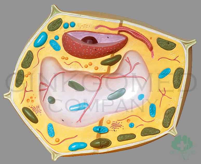 GM-090002  Plant Cell