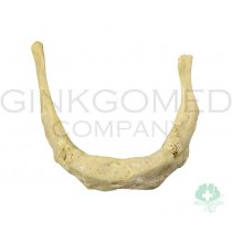 BND0046 Hyoid Bone