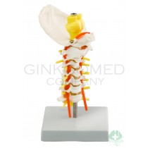 GM-010020 Cervical Vertebrae and Occipital Bone with Spinal Cord