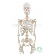 GM-010028 Articulated Human Skeleton