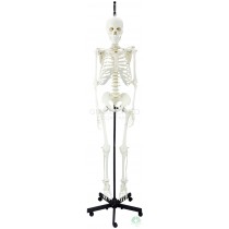 GM-010029 Hangable Human Skeleton