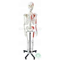 GM-010030 Articulated Human Skeleton with Muscular Labeling