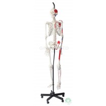 GM-010057 Hangable Human Skeleton with Muscular Labeling