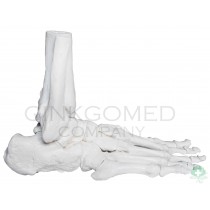 GM-010062 Composite Foot and Ankle Bones