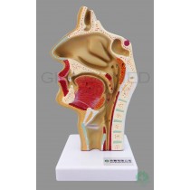 GM-050001  Nasal and Oral Cavities Through Throat and Pharynx