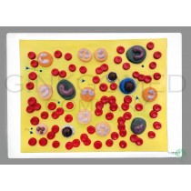 GM-070001  Blood Cells