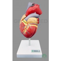 GM-070002  Human Heart