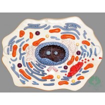 GM-090001  Animal Cell